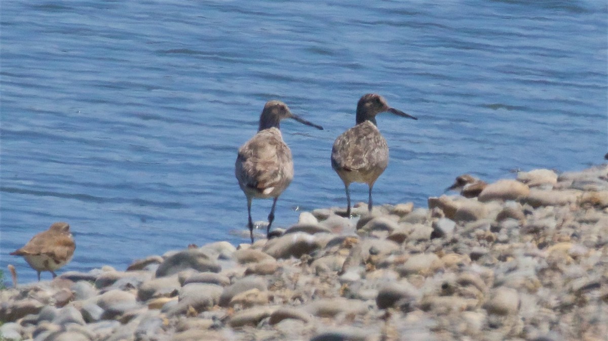 Willet - ML620693208