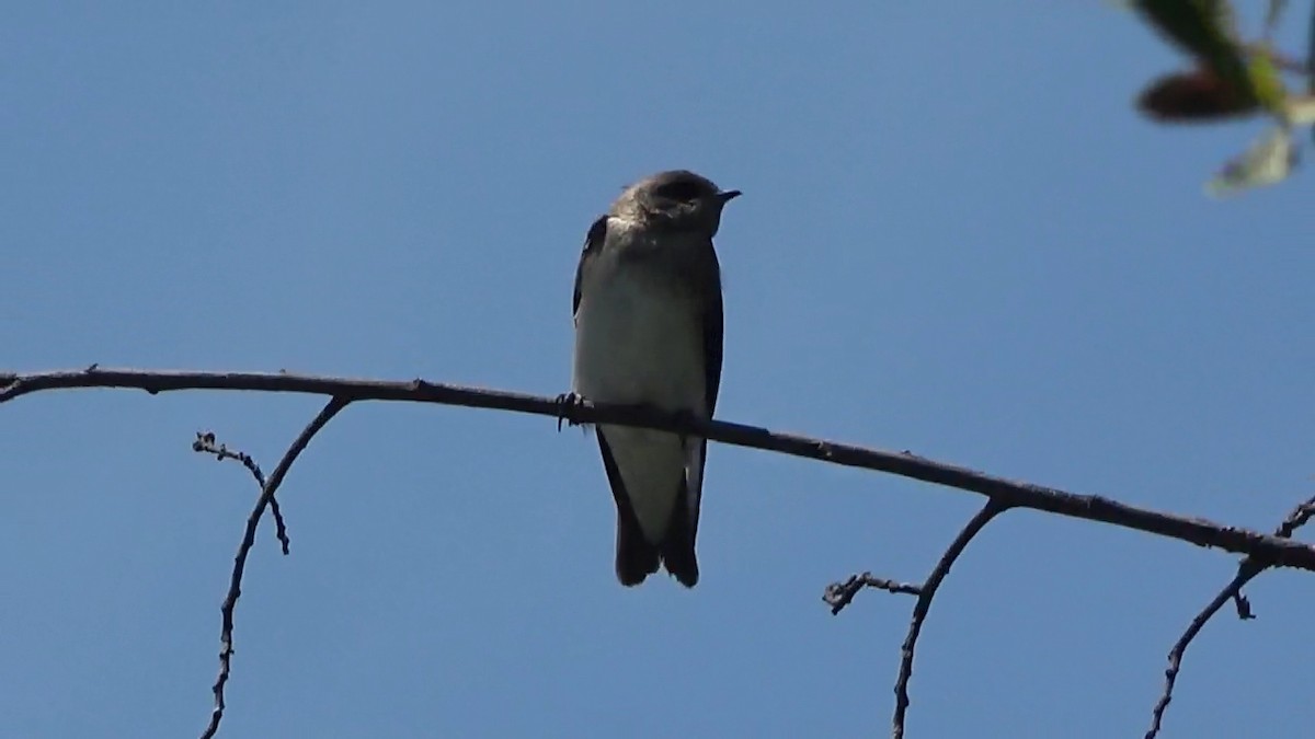 Northern Rough-winged Swallow - ML620693210