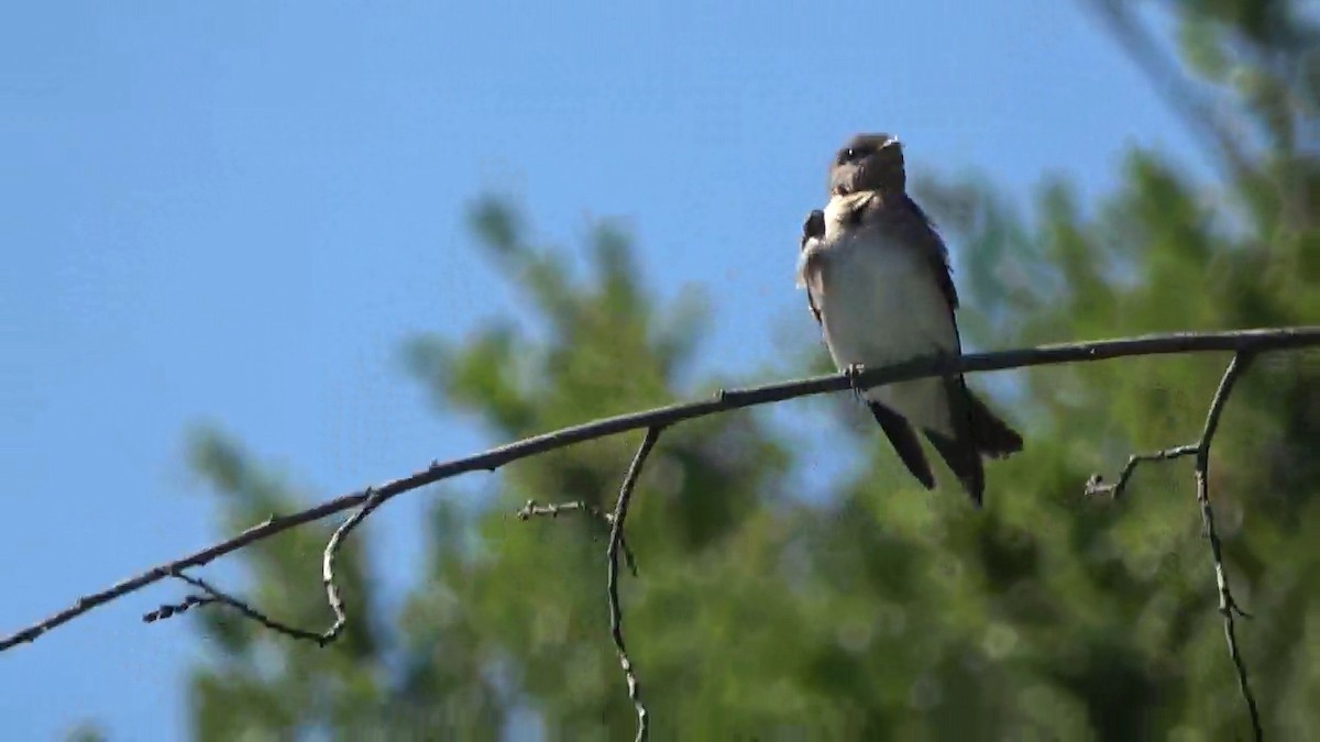 Northern Rough-winged Swallow - ML620693211