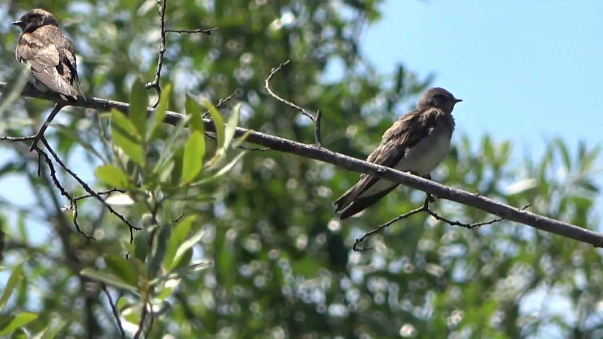 Northern Rough-winged Swallow - ML620693212