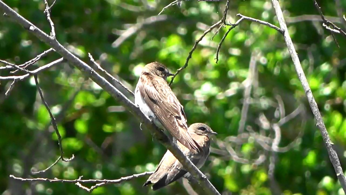 Northern Rough-winged Swallow - ML620693214