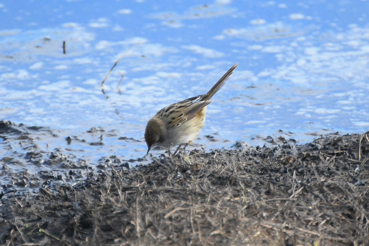 Little Grassbird - ML620693215