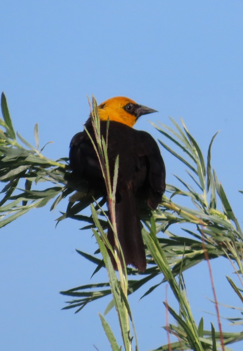 Yellow-headed Blackbird - ML620693216