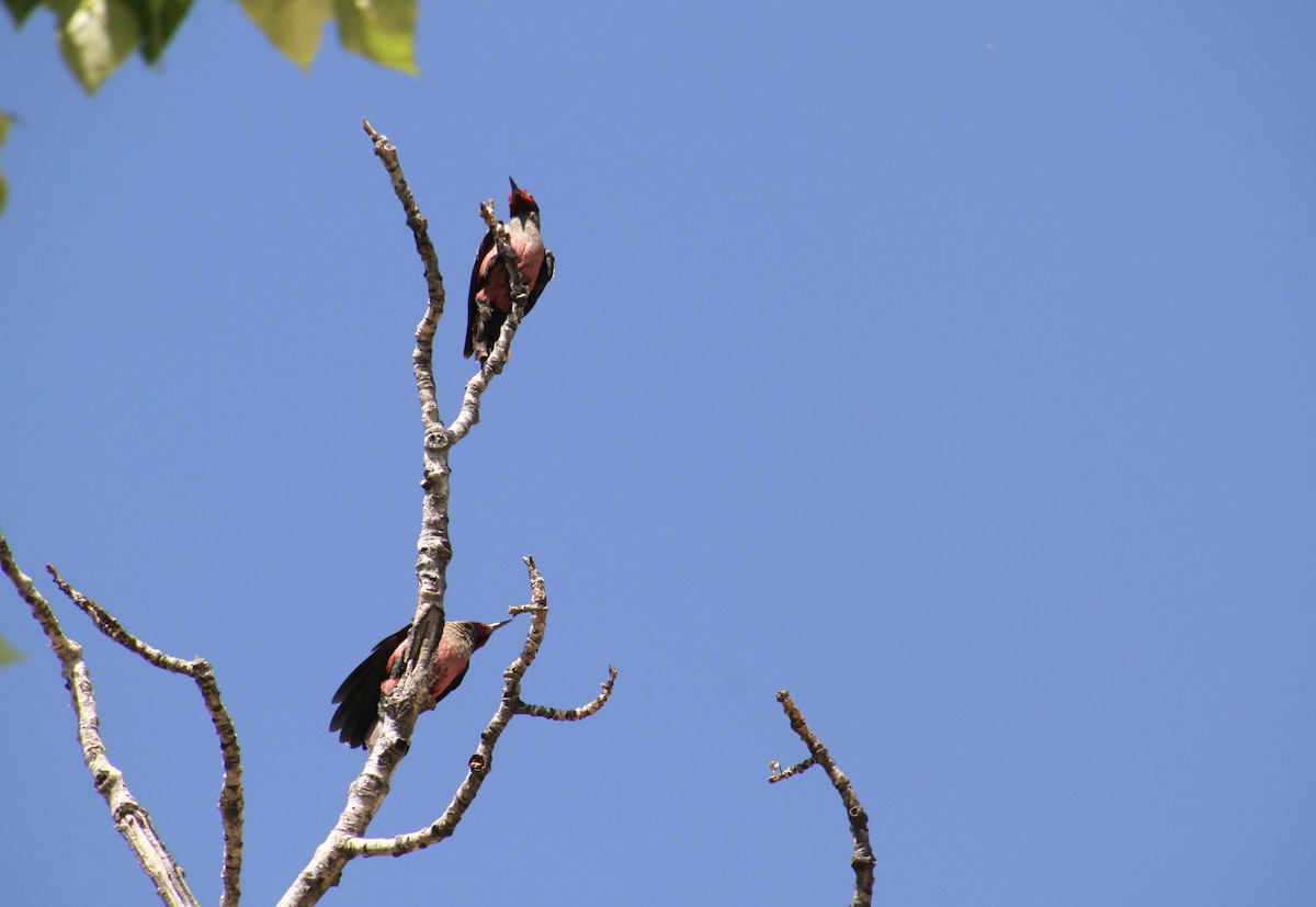 Lewis's Woodpecker - ML620693217