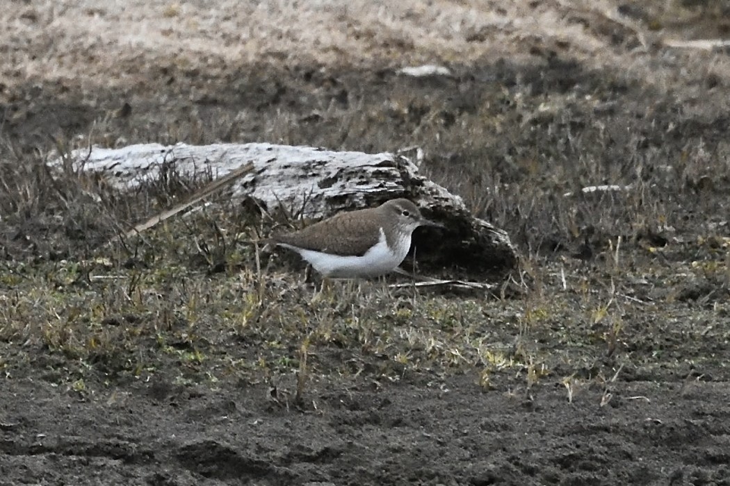 Common Sandpiper - ML620693219