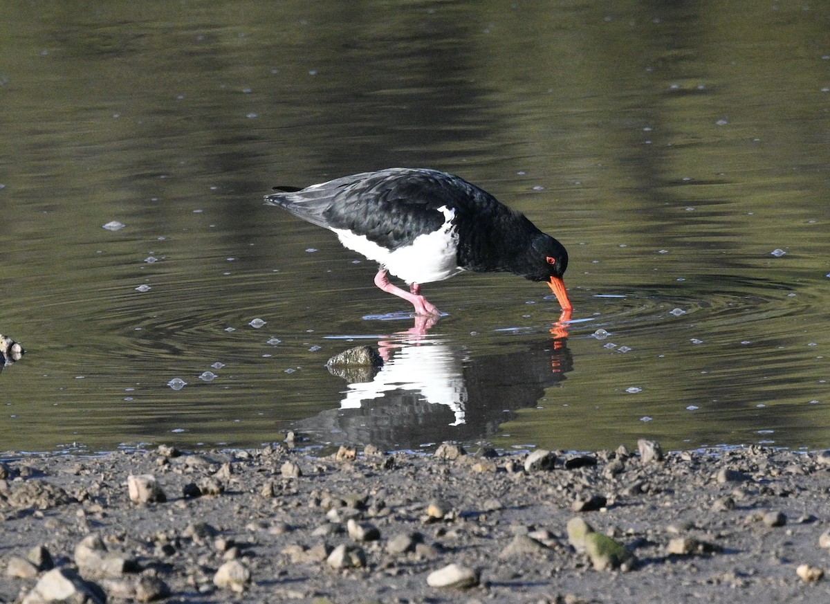 Pied Oystercatcher - ML620693220