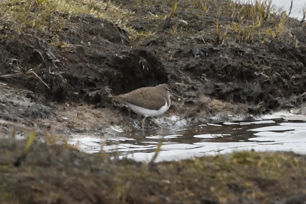 Common Sandpiper - ML620693222