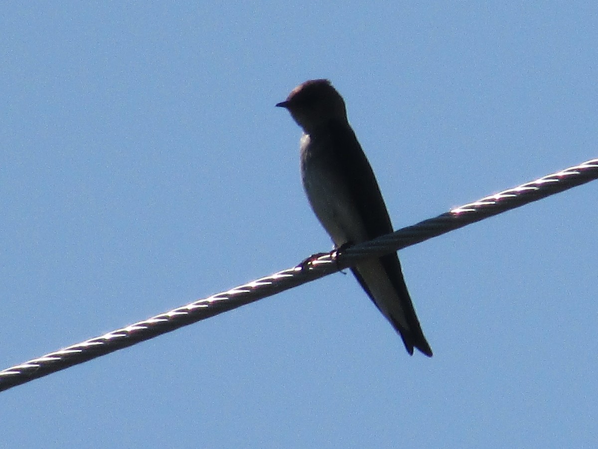 Northern Rough-winged Swallow - ML620693223