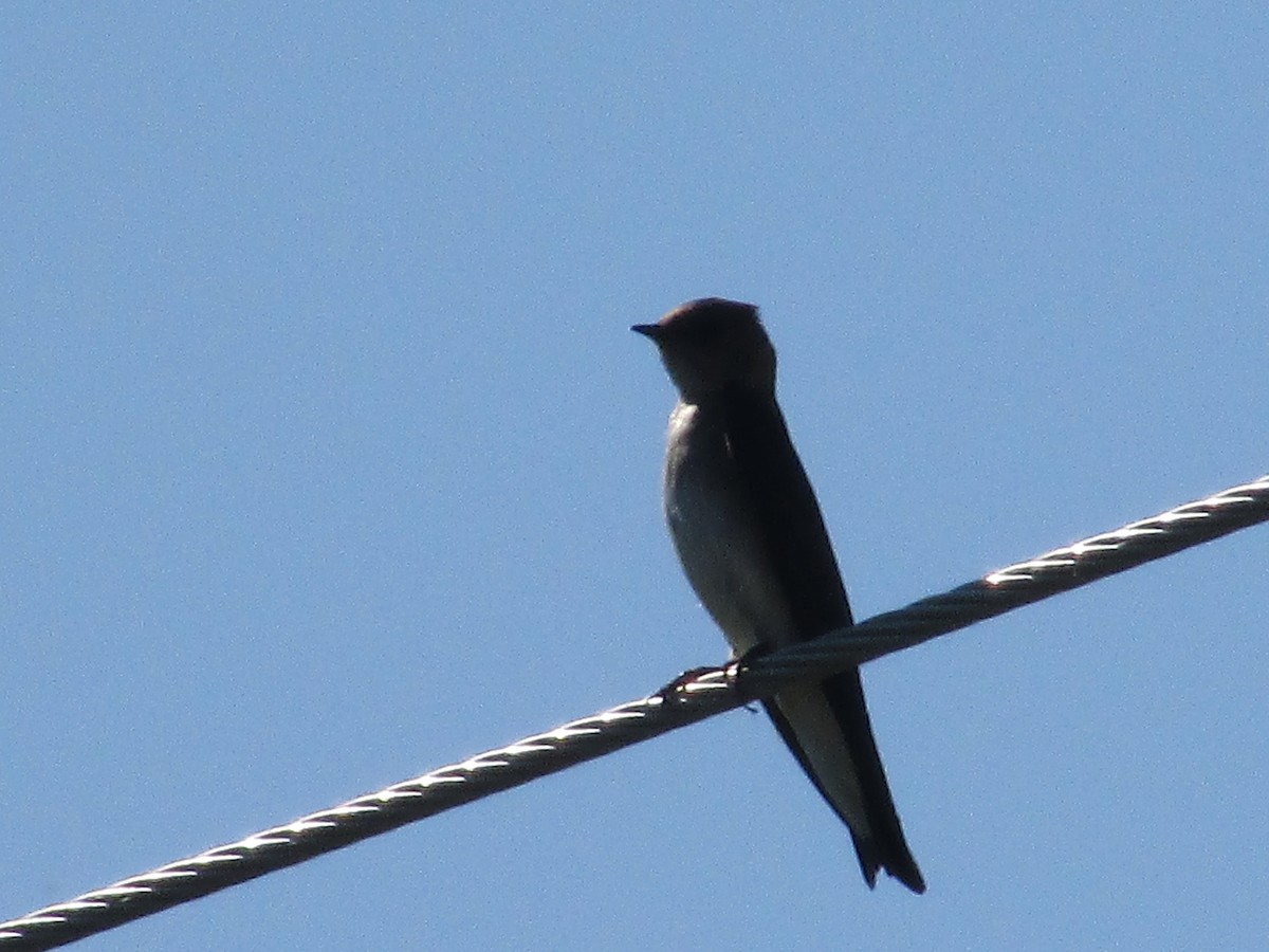 Northern Rough-winged Swallow - ML620693224