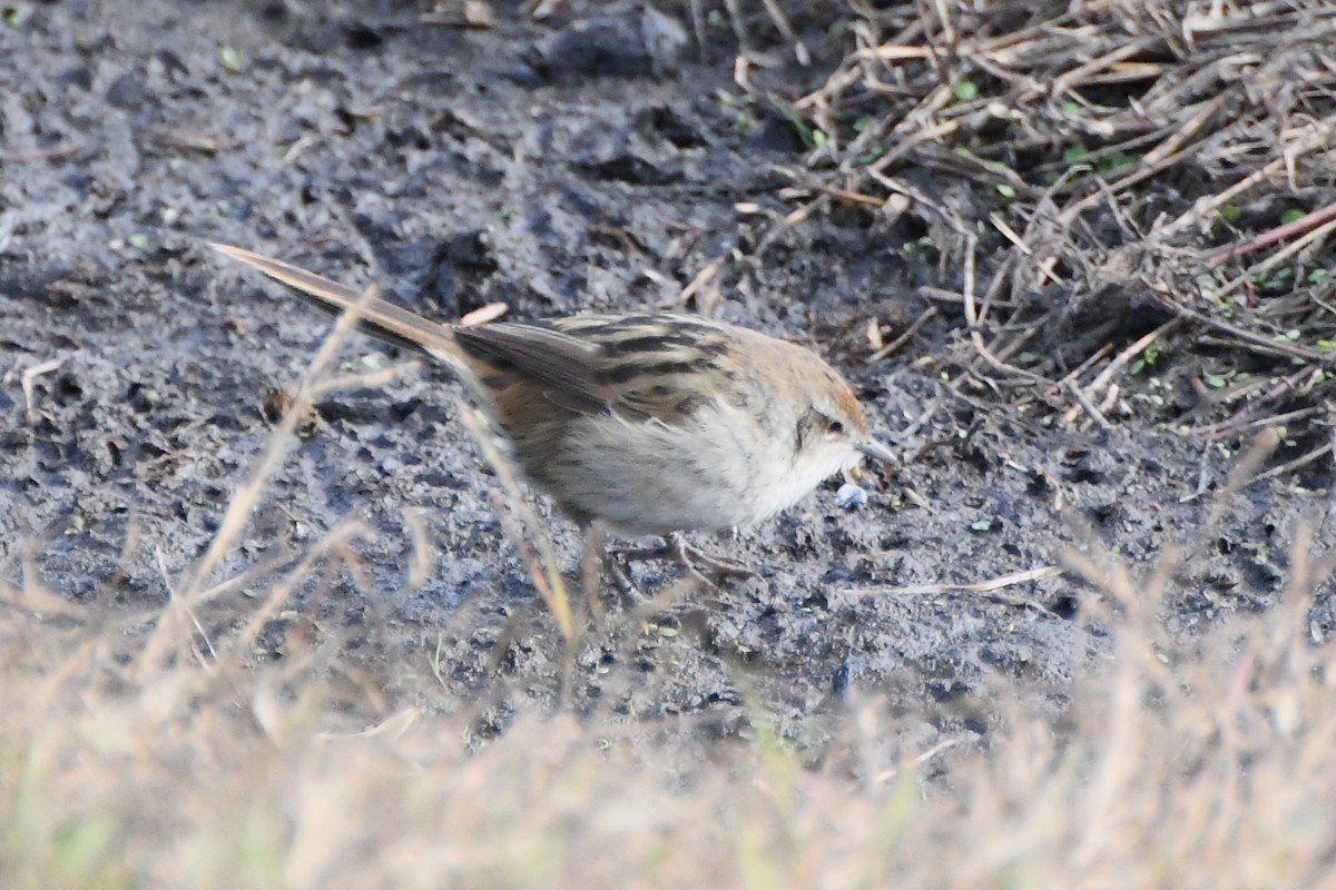 Little Grassbird - ML620693225