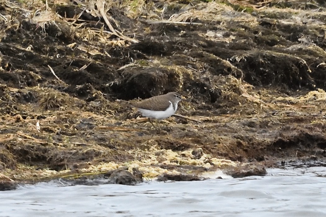 Common Sandpiper - ML620693226