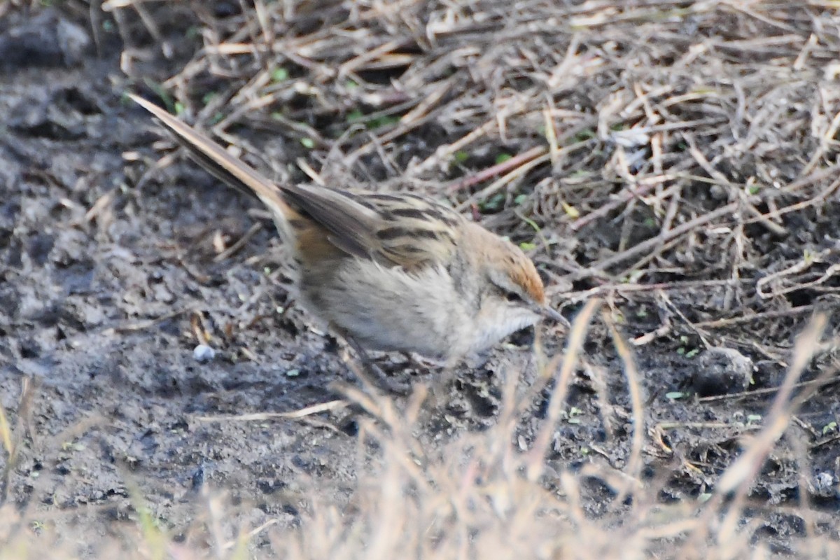 Little Grassbird - ML620693227