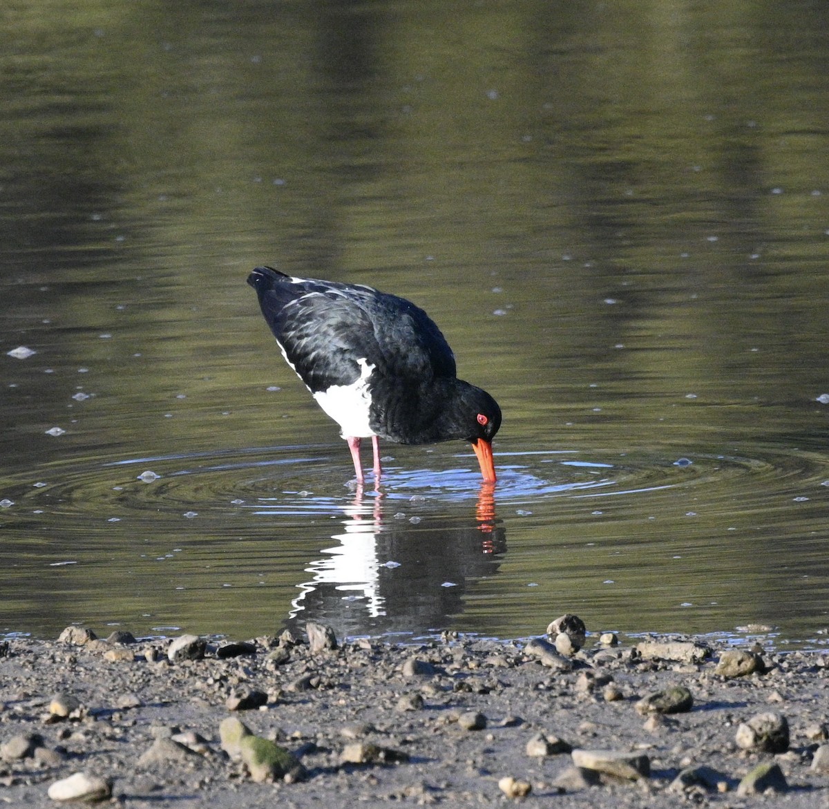 Huîtrier à long bec - ML620693229