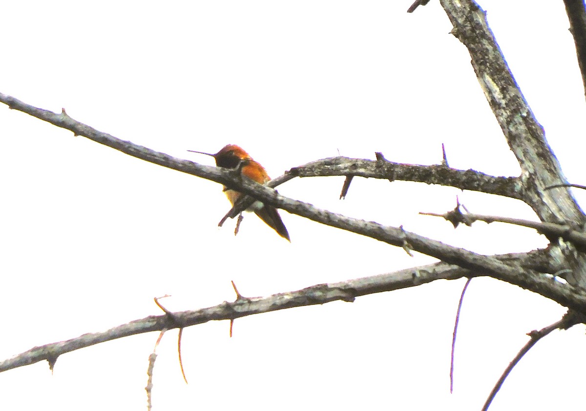 Rufous Hummingbird - ML620693234