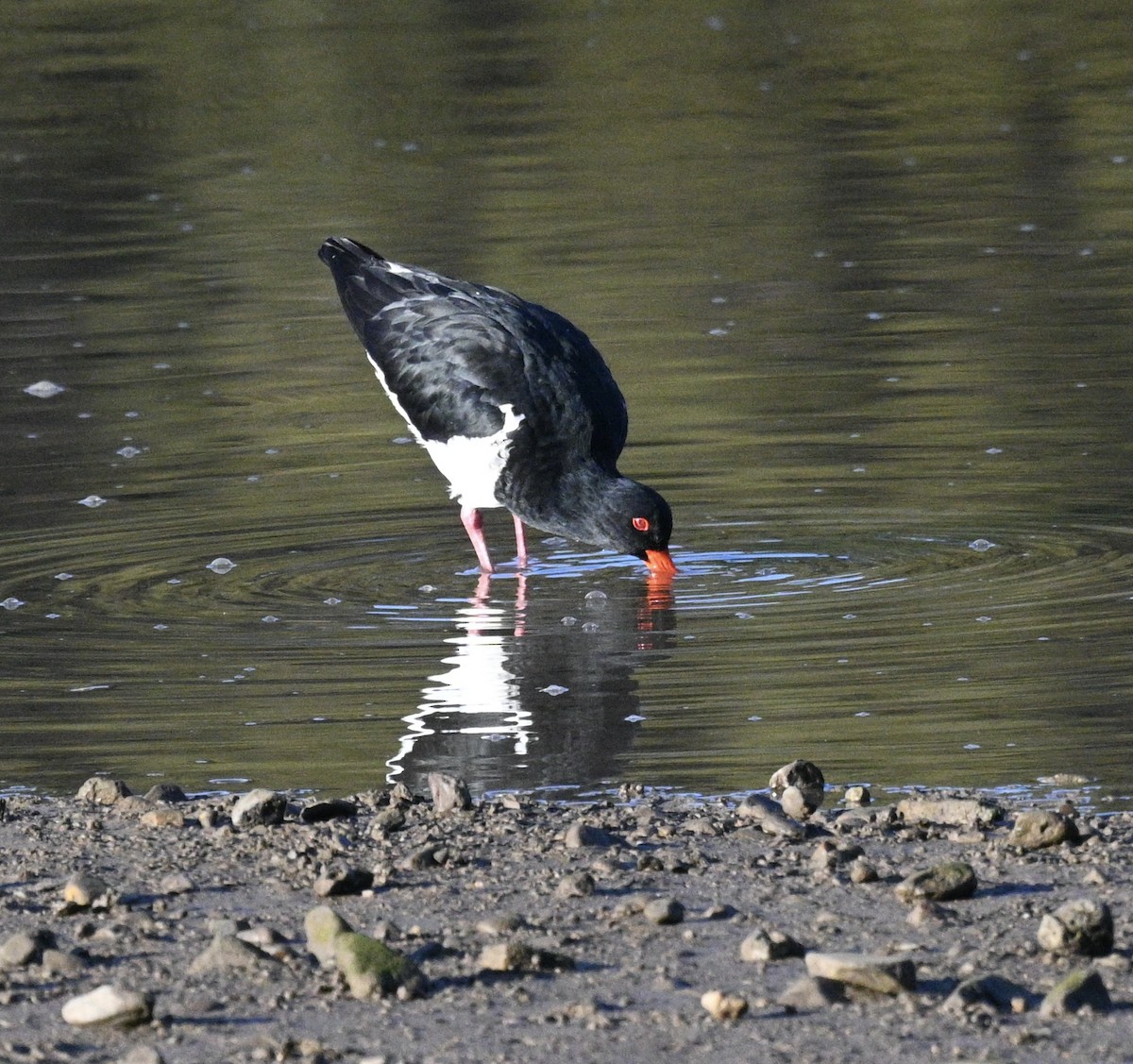 Pied Oystercatcher - ML620693237