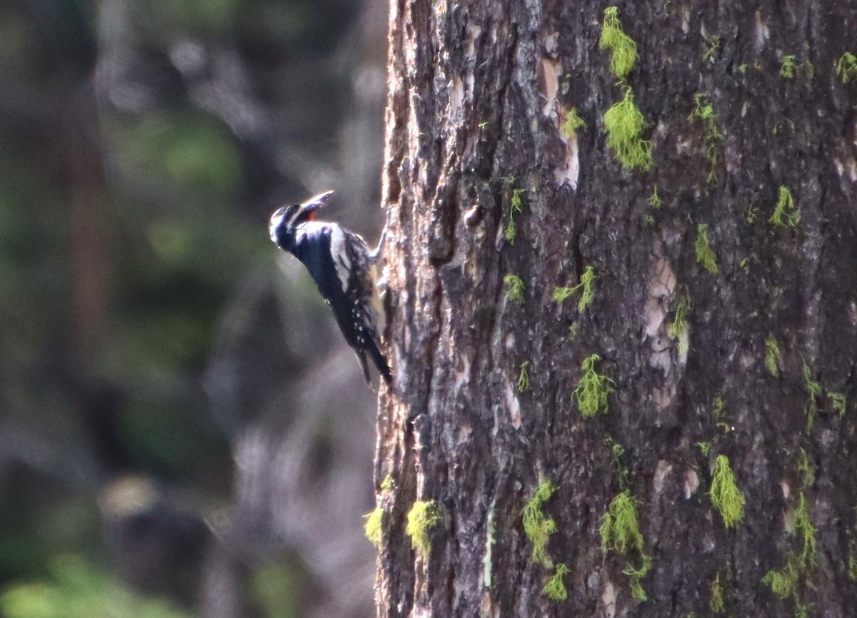 Williamson's Sapsucker - ML620693242