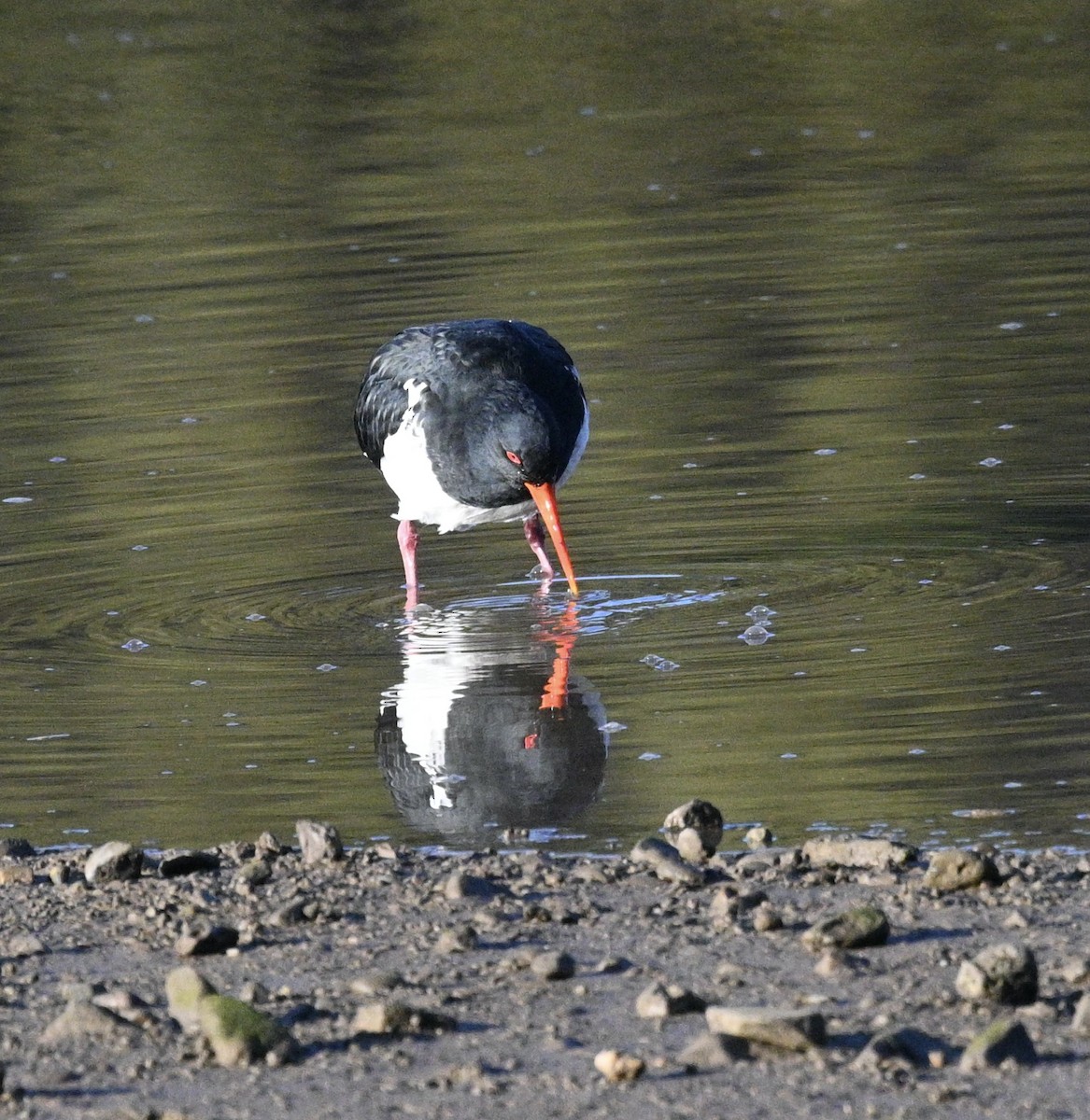 Pied Oystercatcher - ML620693248