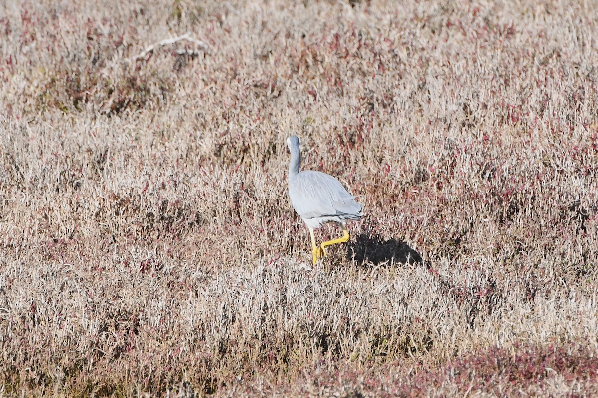 White-faced Heron - Michael Louey