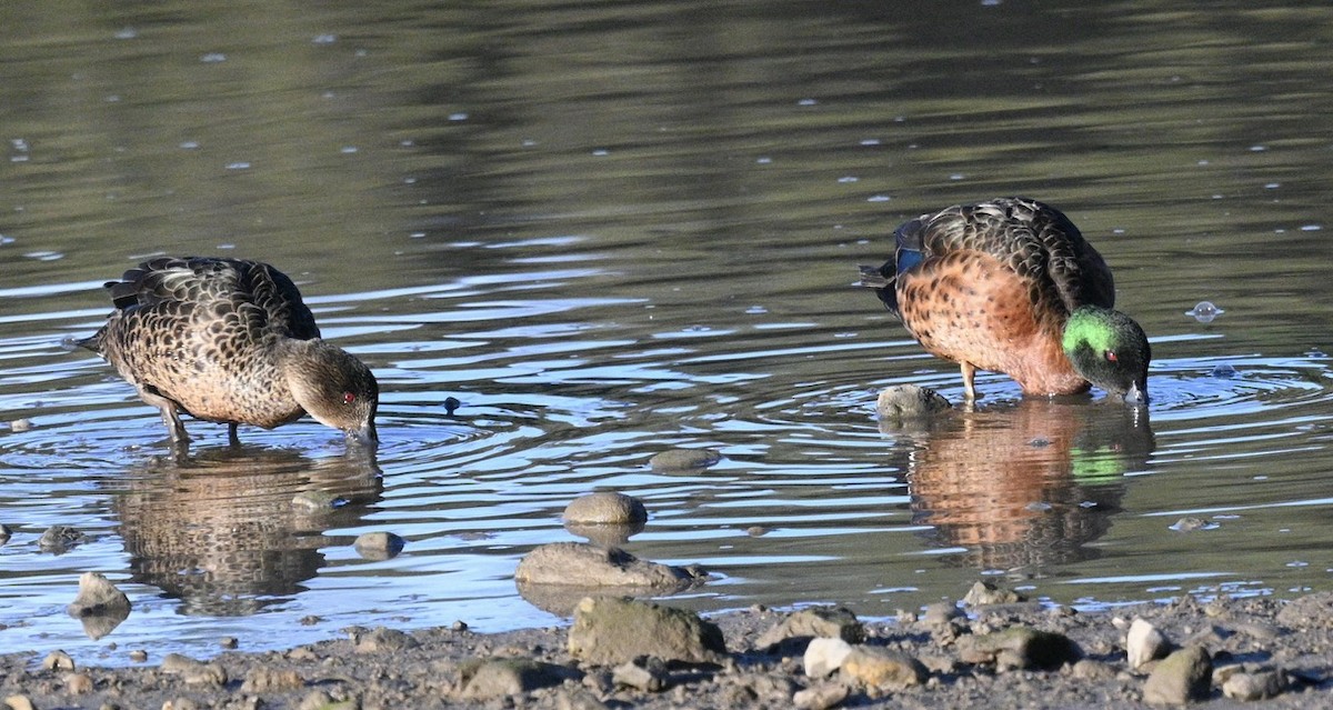 Chestnut Teal - ML620693253