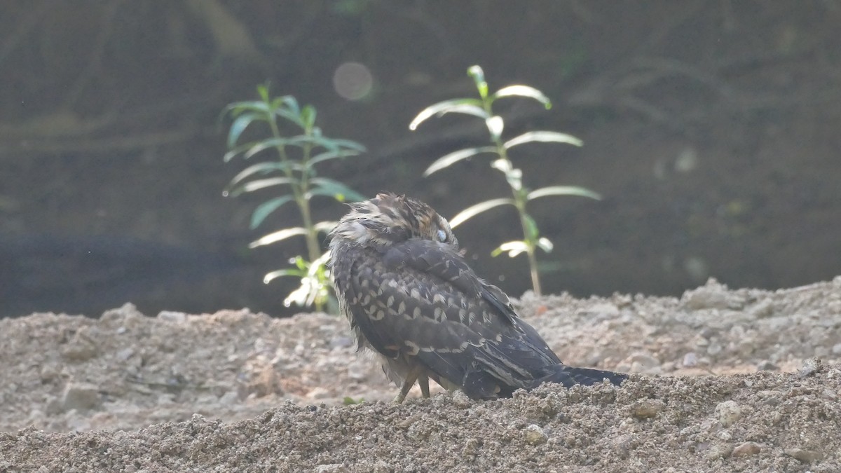 Snail Kite - Avery Fish