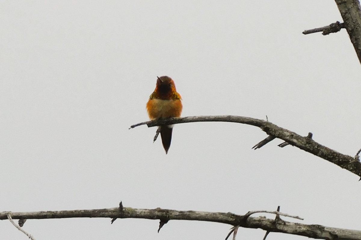 Colibrí Rufo - ML620693258