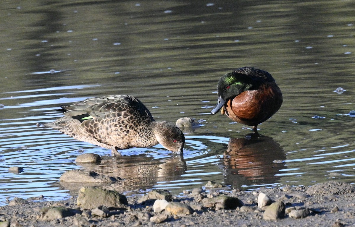 Chestnut Teal - ML620693259