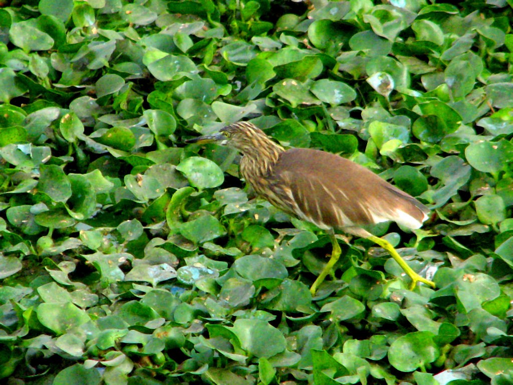 Indian Pond-Heron - Gordon Robertson