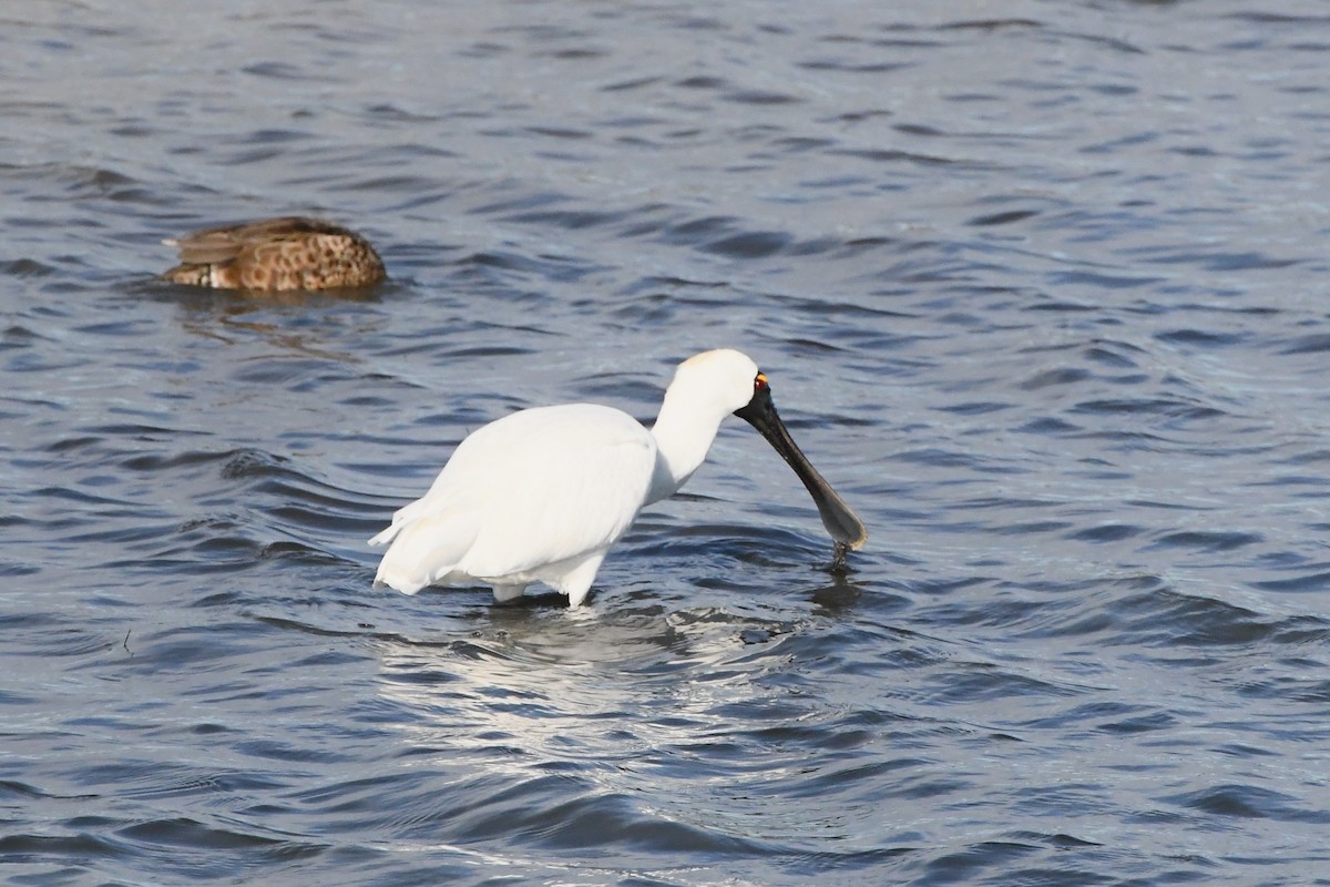 Royal Spoonbill - ML620693262