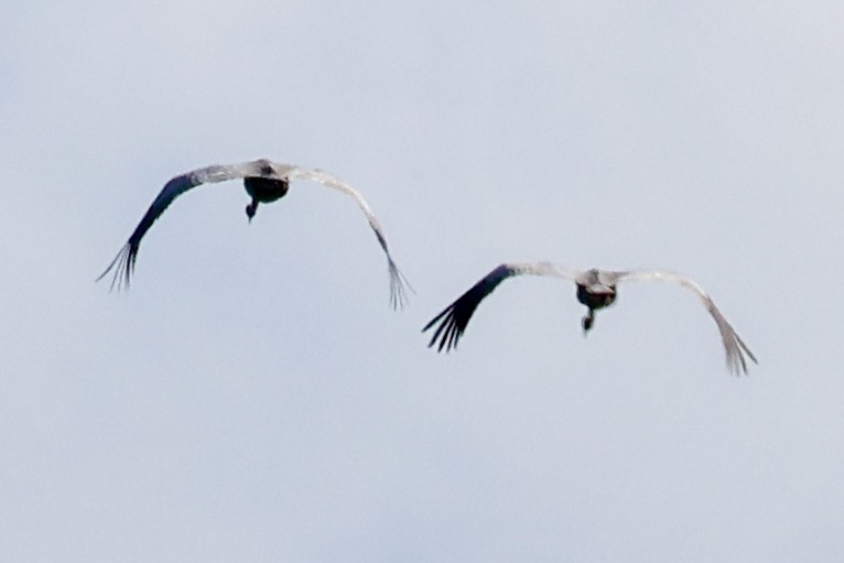 Sarus Crane - ML620693266