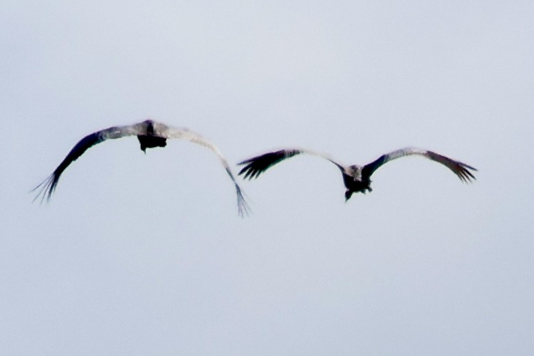 Sarus Crane - ML620693267