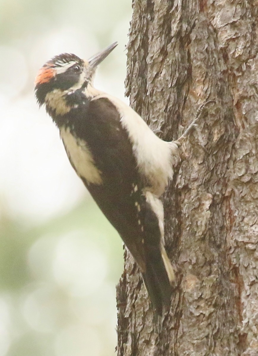 Hairy Woodpecker - ML620693269