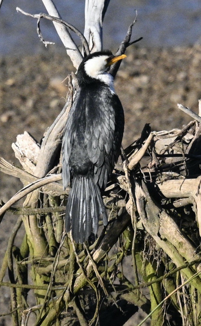 Little Pied Cormorant - ML620693270