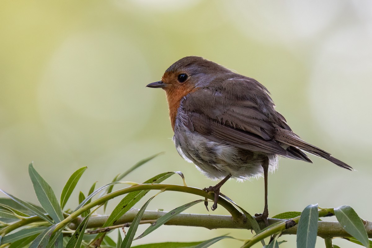 European Robin - ML620693272