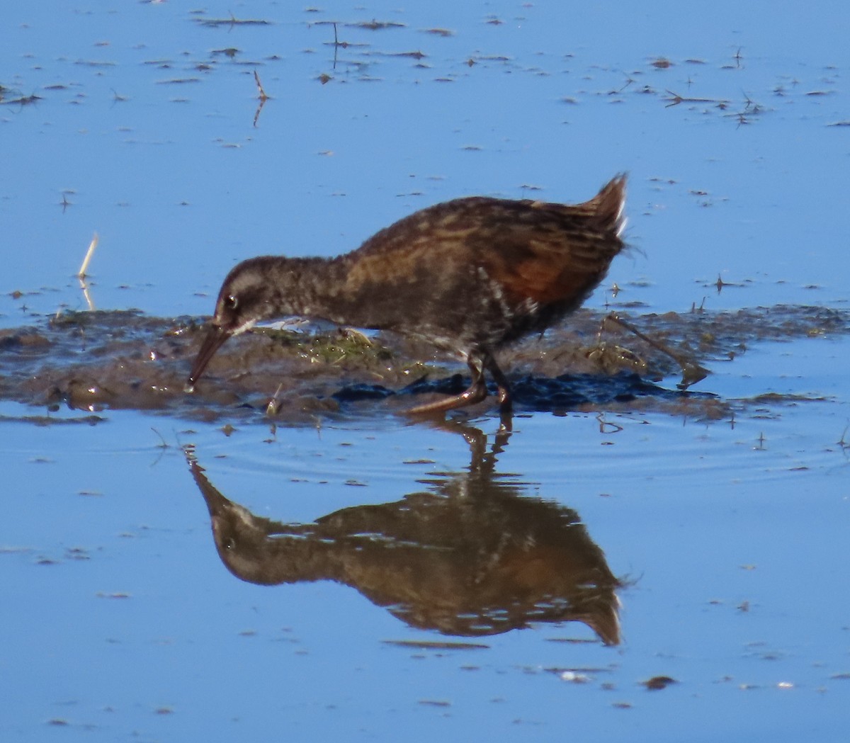 Virginia Rail - ML620693276