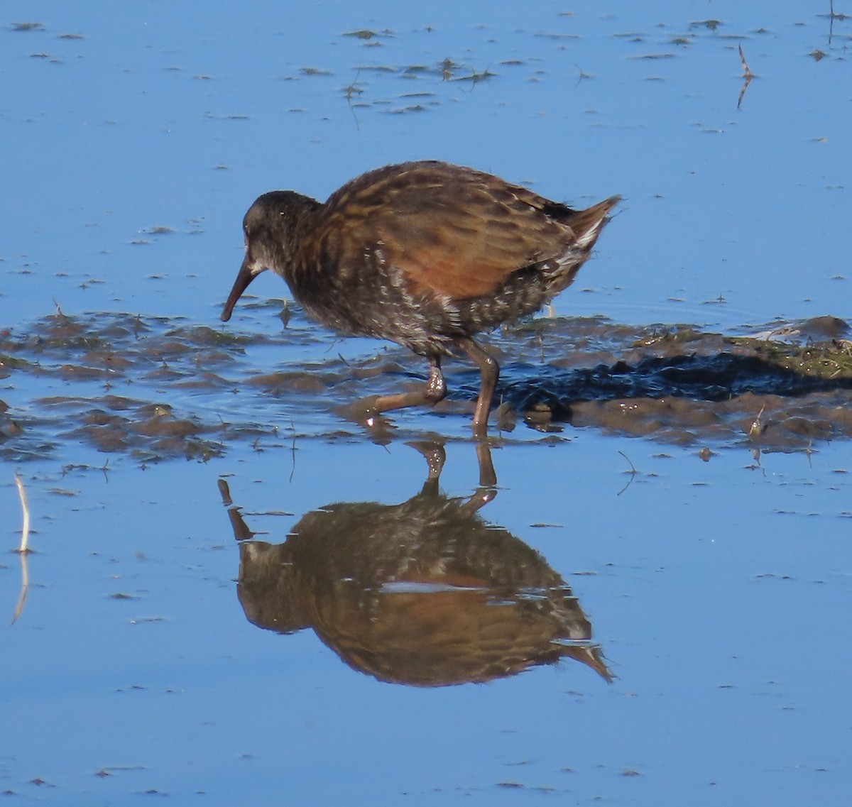 Virginia Rail - ML620693277