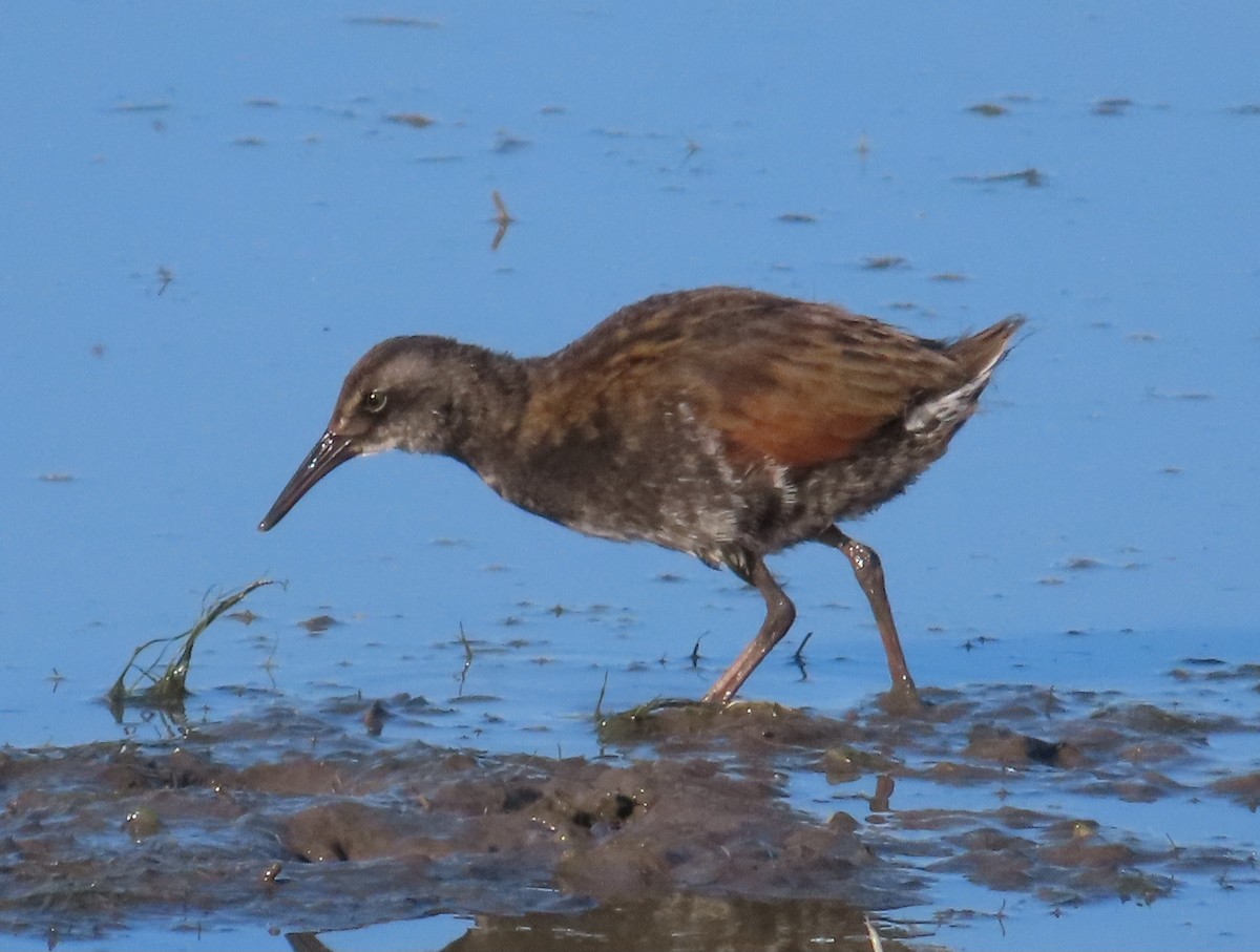 Virginia Rail - ML620693279