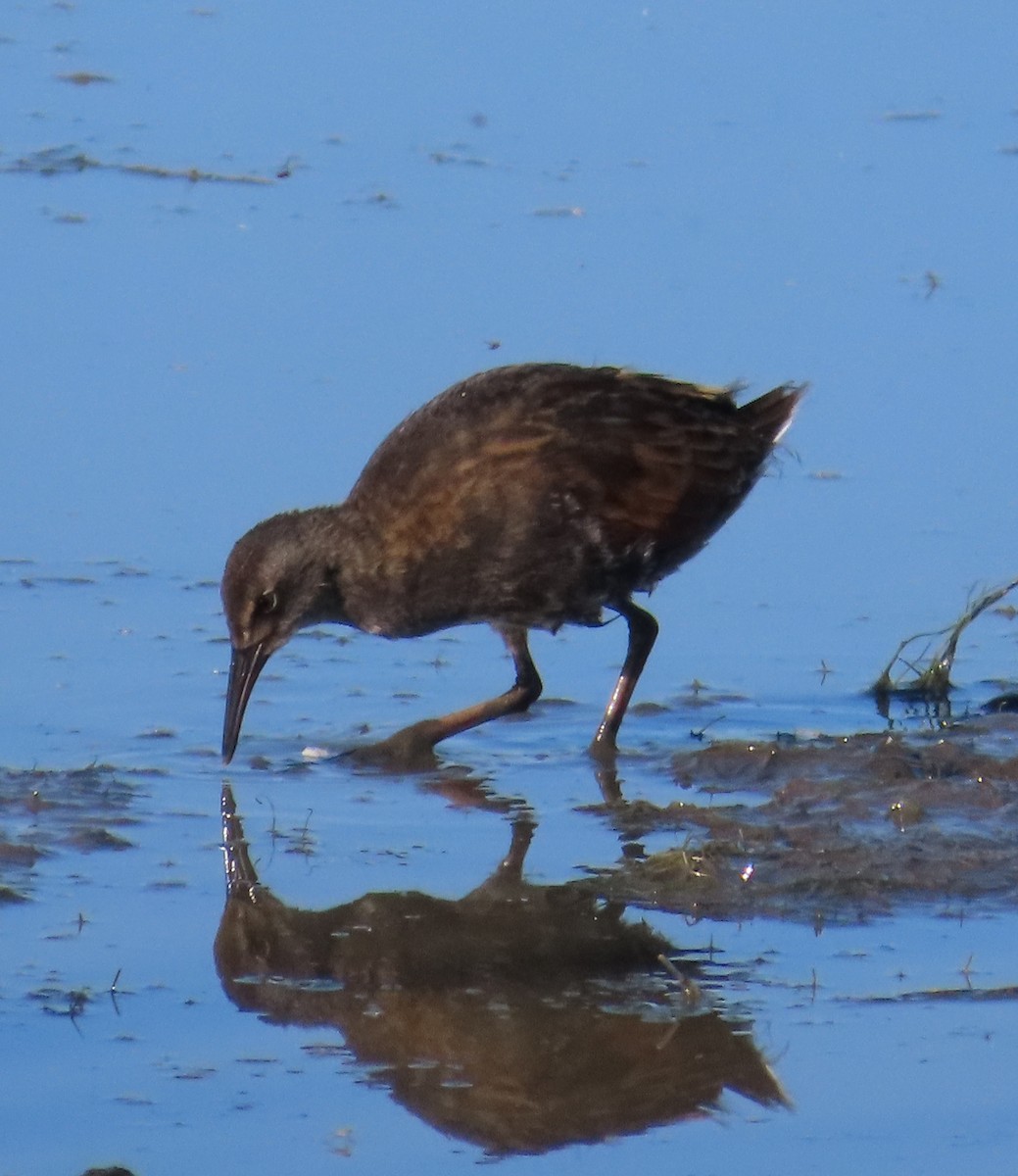 Virginia Rail - ML620693280