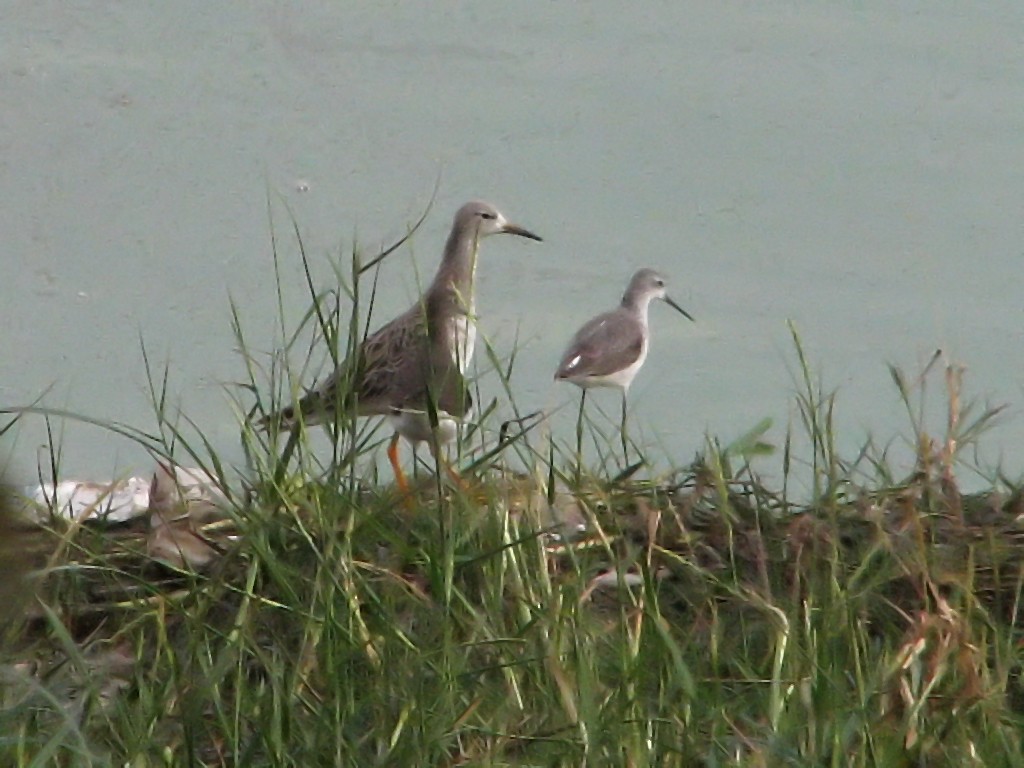 Common Redshank - ML620693282