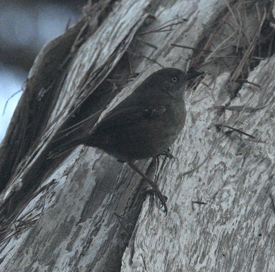 Tasmanian Scrubwren - ML620693283