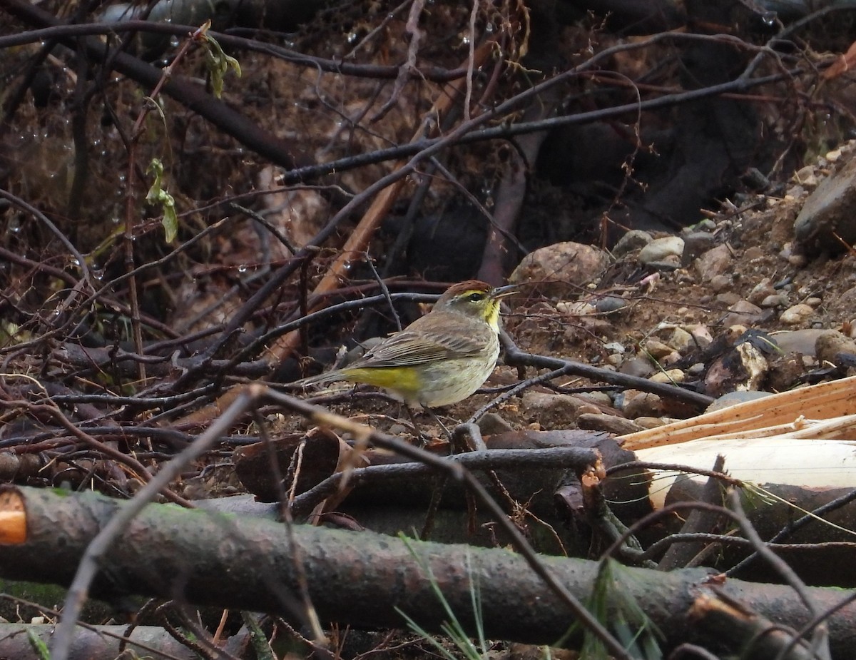 Palm Warbler - ML620693284