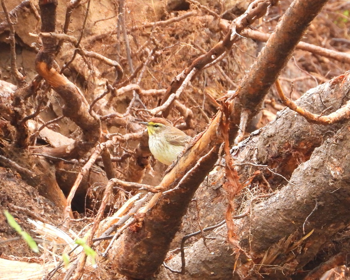 Palm Warbler - ML620693285