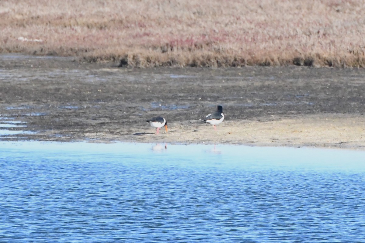 Pied Oystercatcher - ML620693288