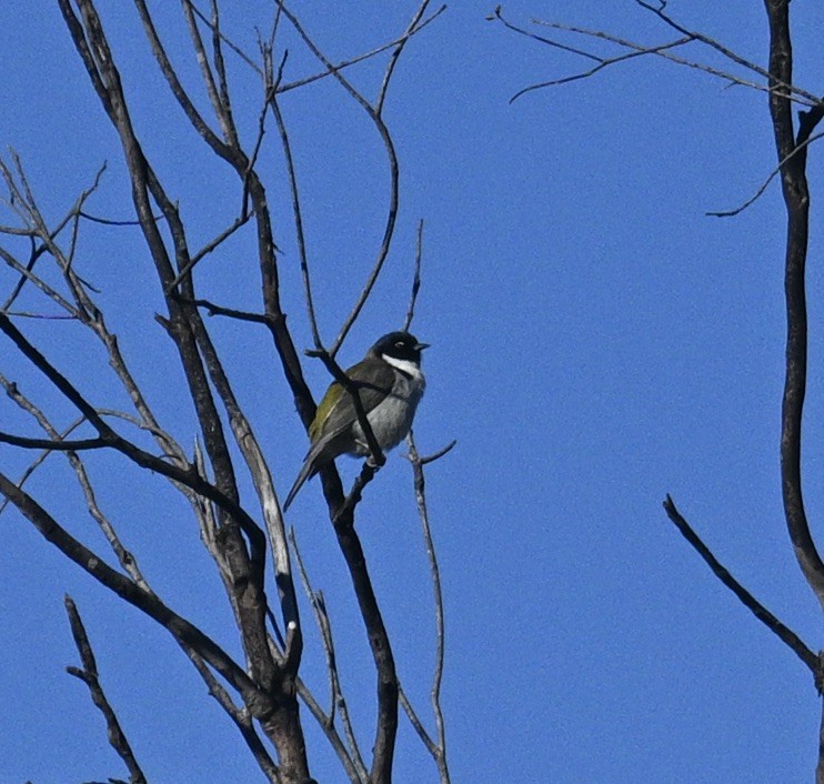 Black-headed Honeyeater - ML620693290