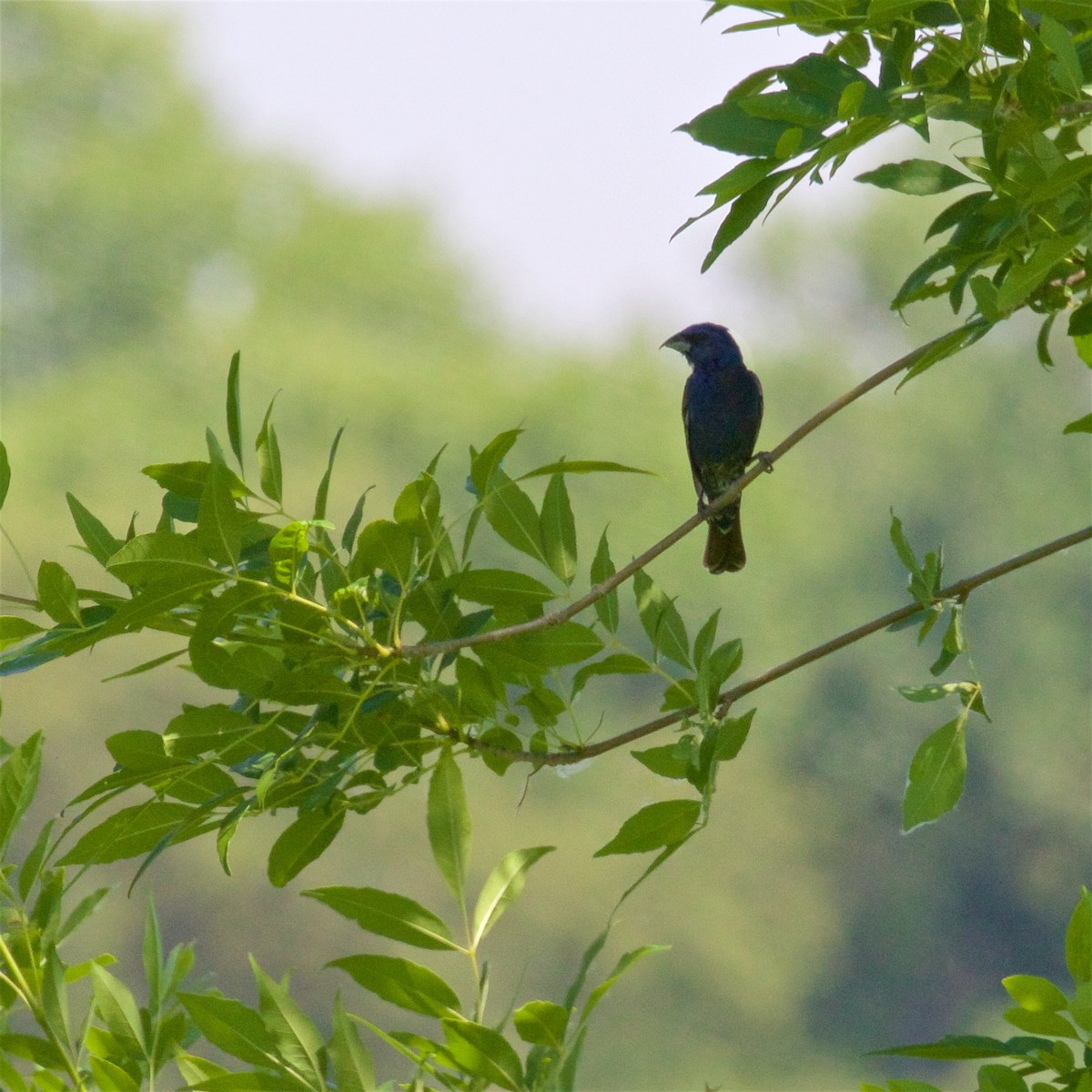 Blue Grosbeak - ML620693294