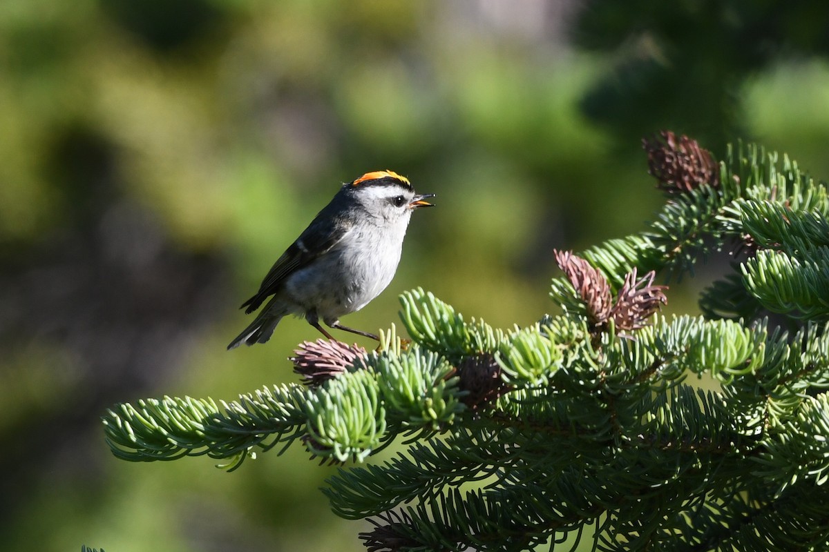 Roitelet à couronne dorée - ML620693298