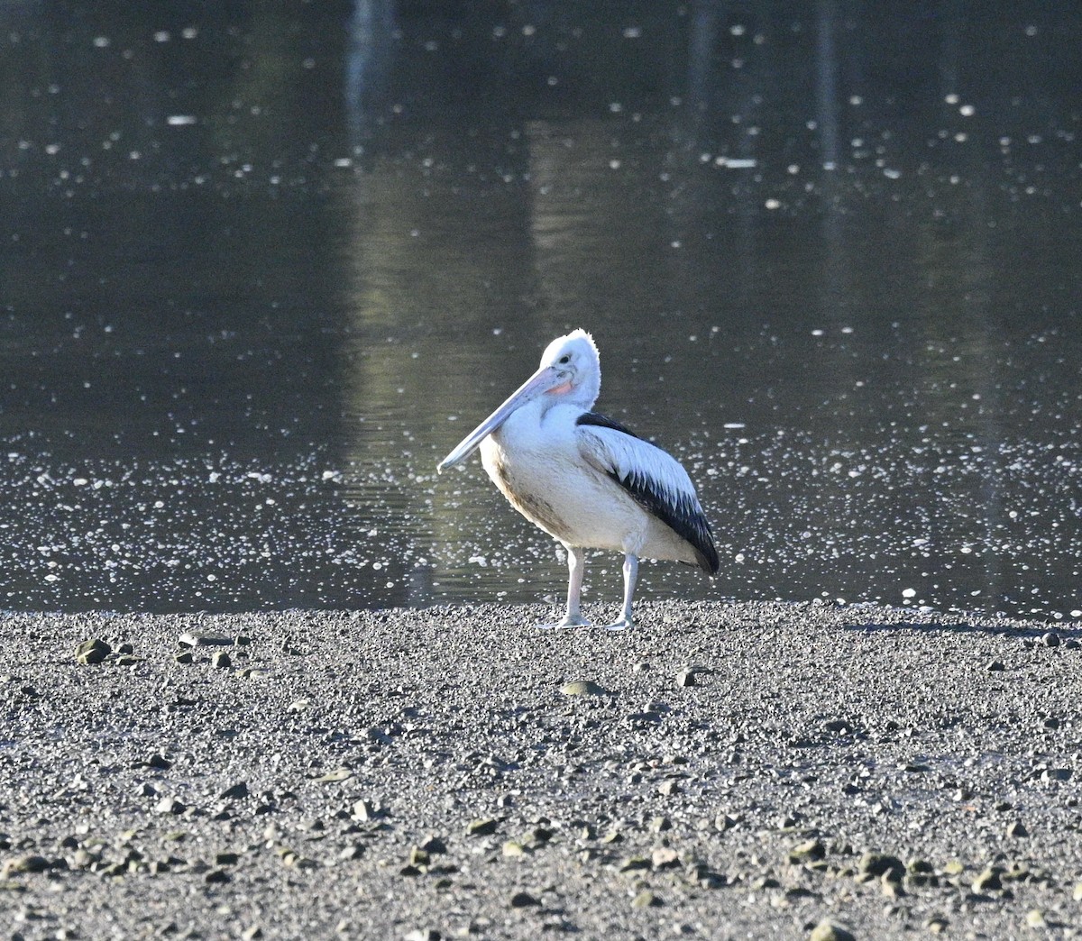 Australian Pelican - ML620693300