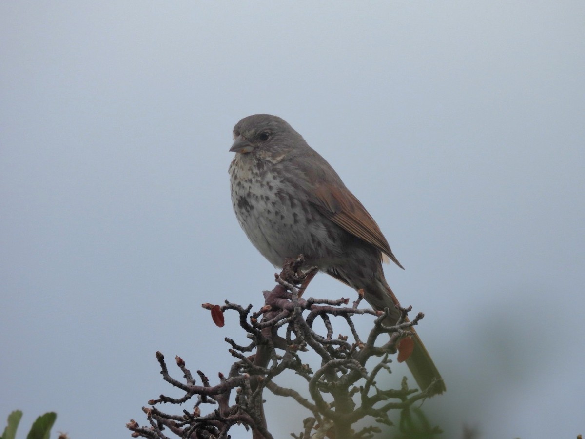 Fox Sparrow (Slate-colored) - ML620693301