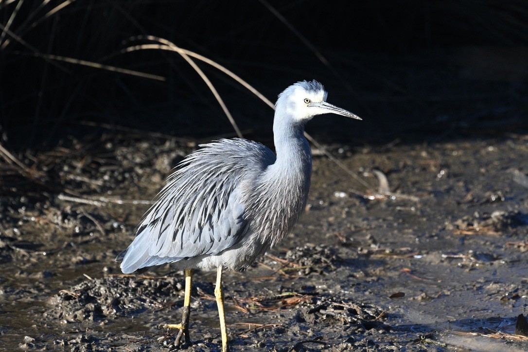 White-faced Heron - ML620693302