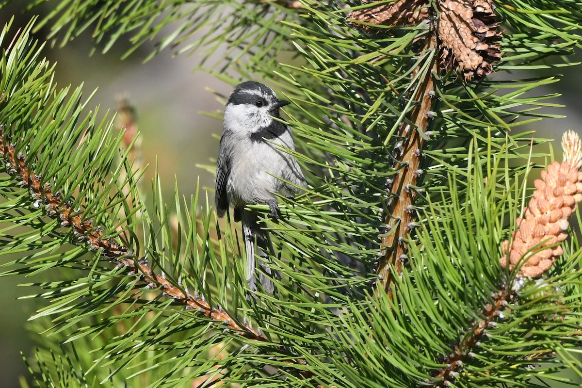 Mésange de Gambel - ML620693303