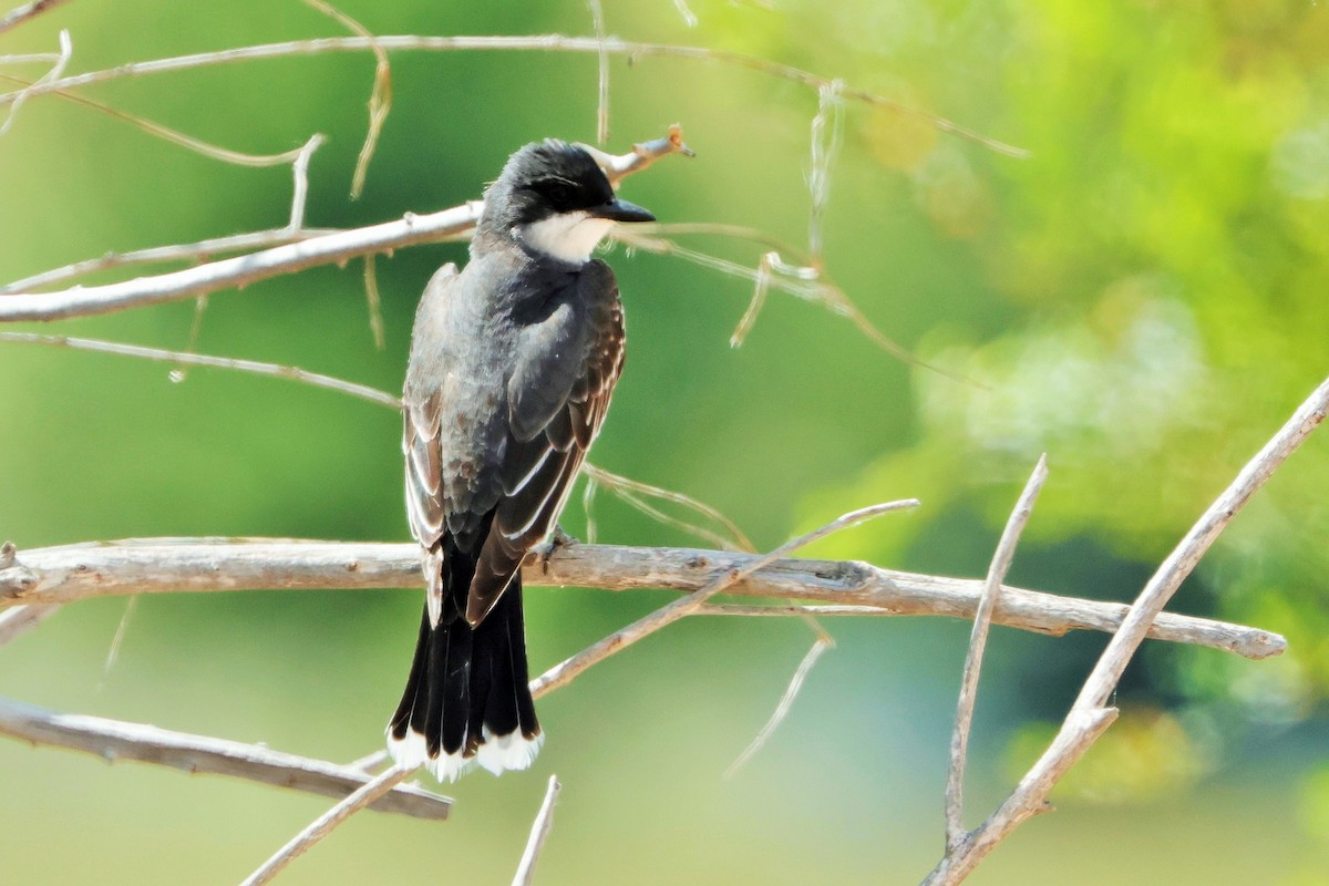 Eastern Kingbird - ML620693305